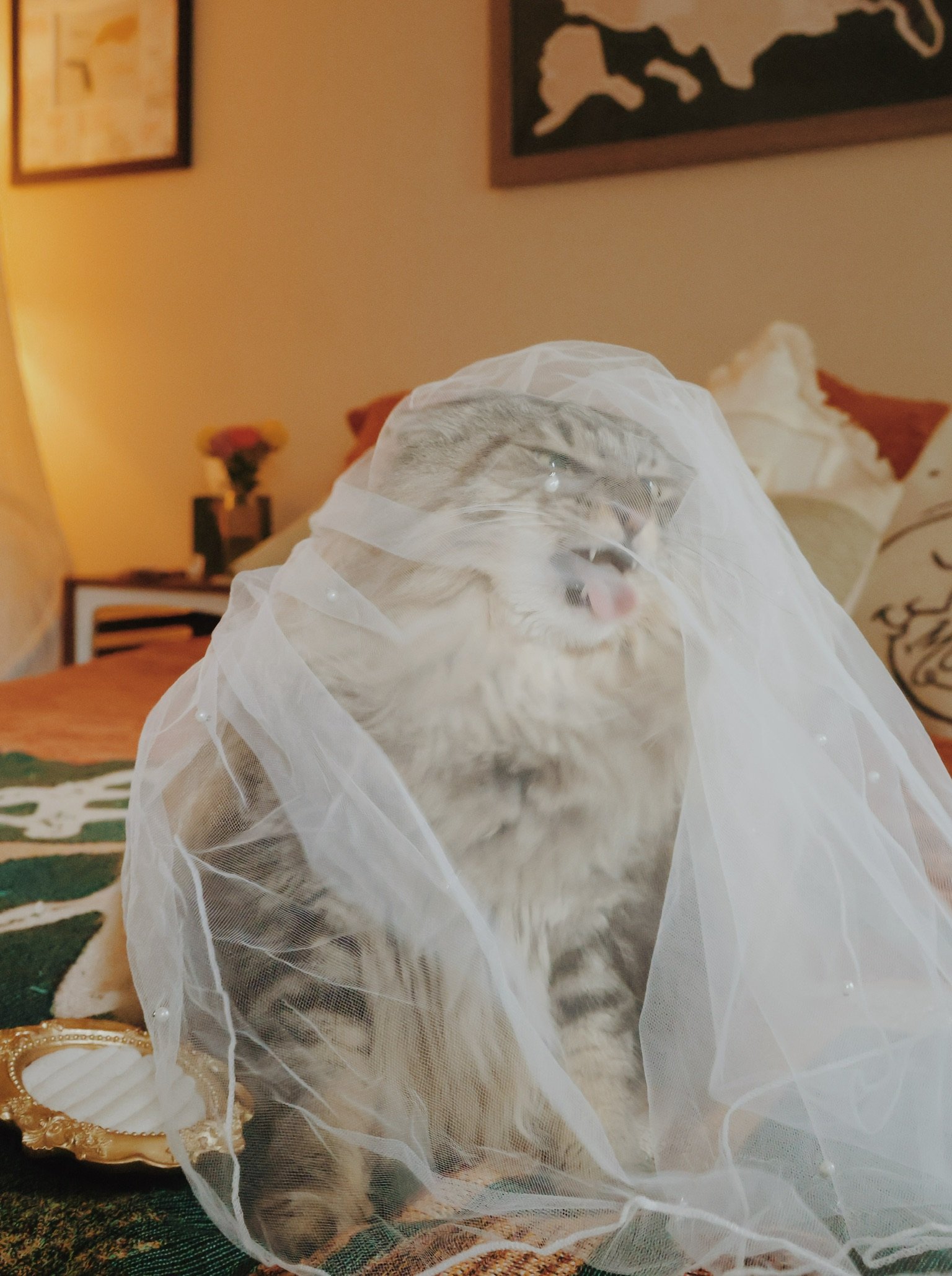 A tabby cat sitting under a bridal veil on the bed, mid-yawn.