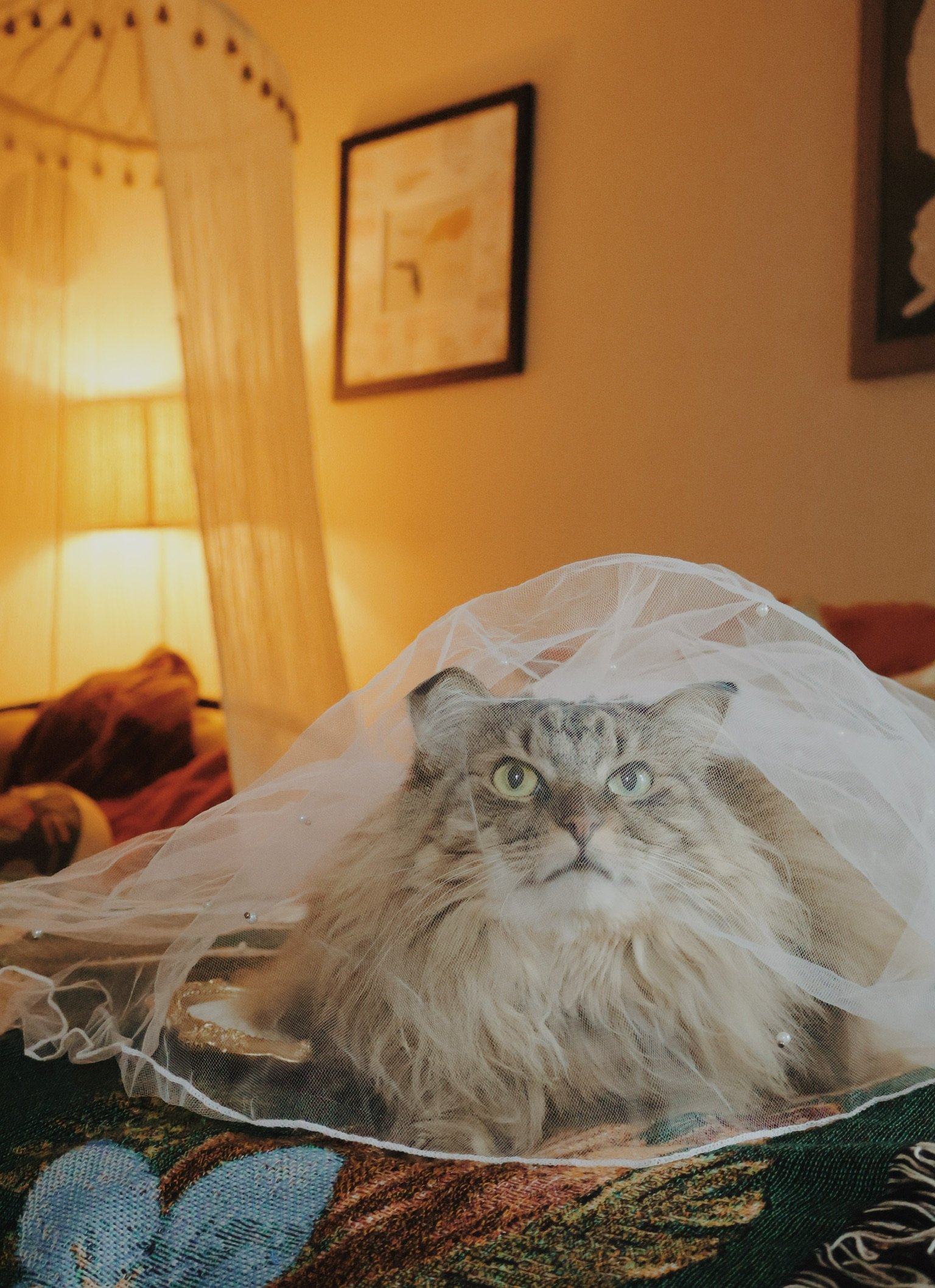 A tabby cat sitting under the veil on the bed, looking straight at the camera.