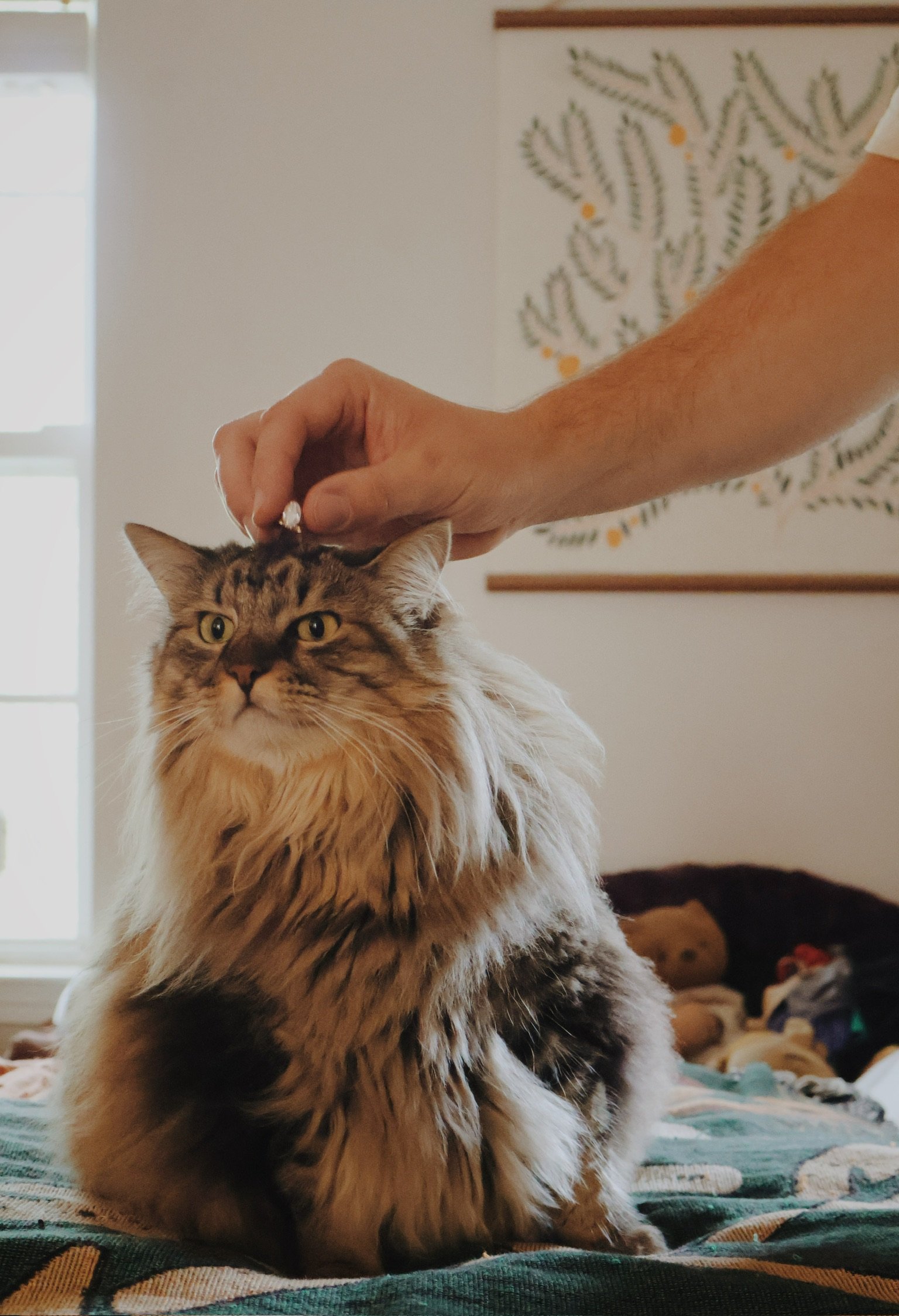 A hand scratching the head of a fluffy tabby cat sitting on the bed.